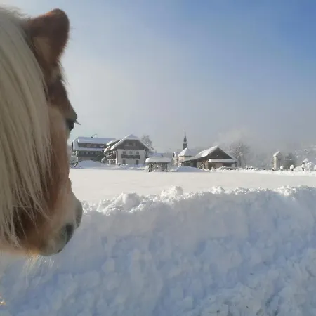 Schullerhof 招待所