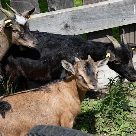 Guest house Schullerhof