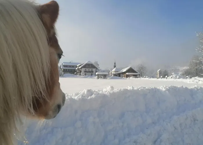 Schullerhof 게스트하우스