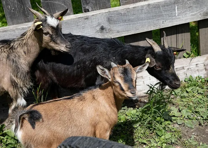 בית הארחה Schullerhof